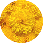 菊 (花)